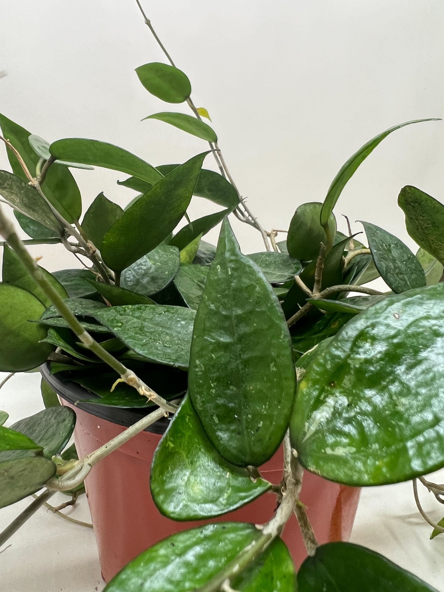Hoya 'Black Margin' potted plant