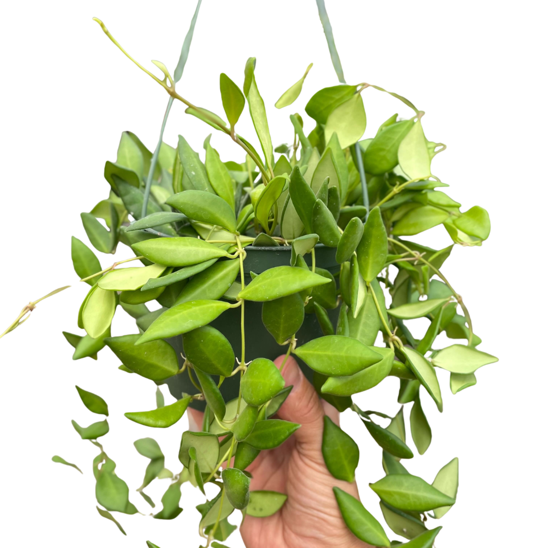 Hoya 'Burtoniae' potted plant