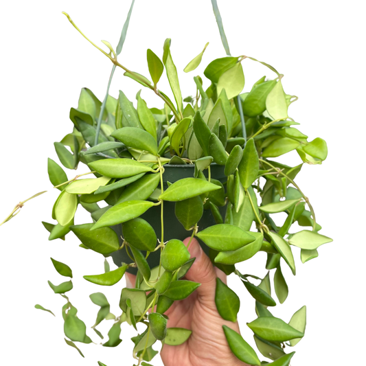 Hoya 'Burtoniae' potted plant