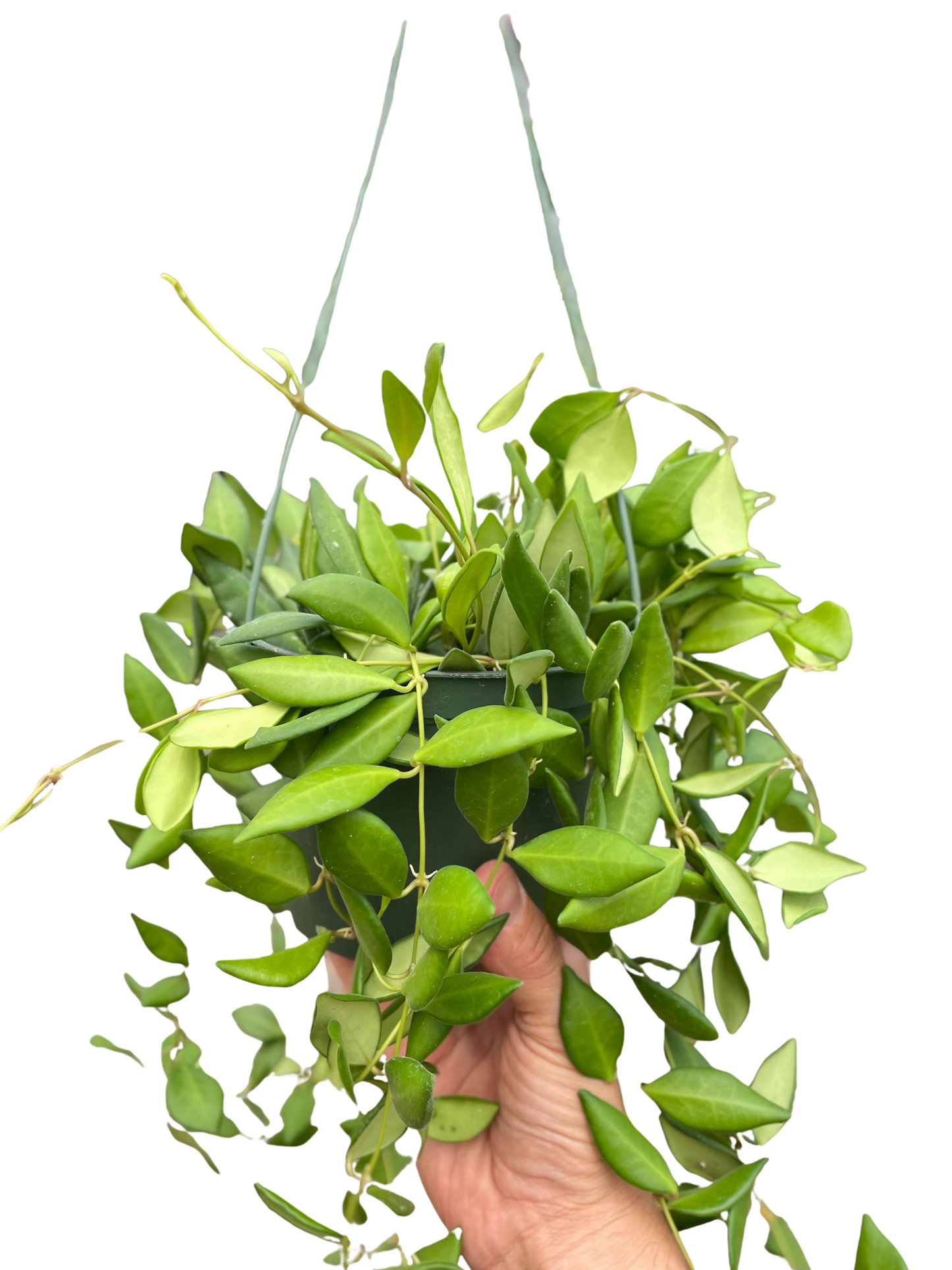 Hoya 'Burtoniae' potted plant