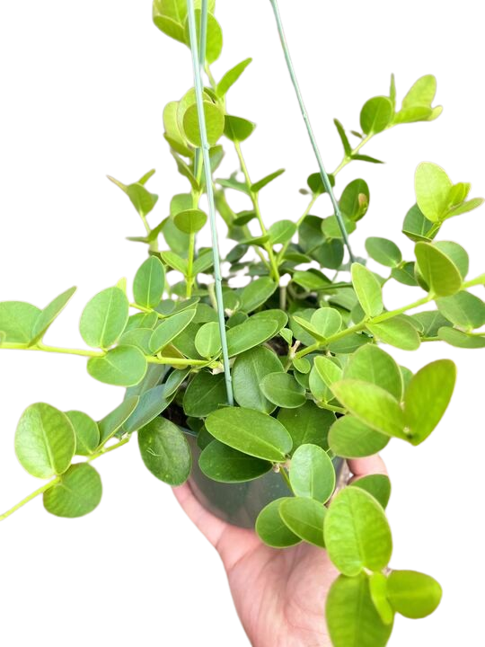 Hoya Cumingiana 4" potted plant