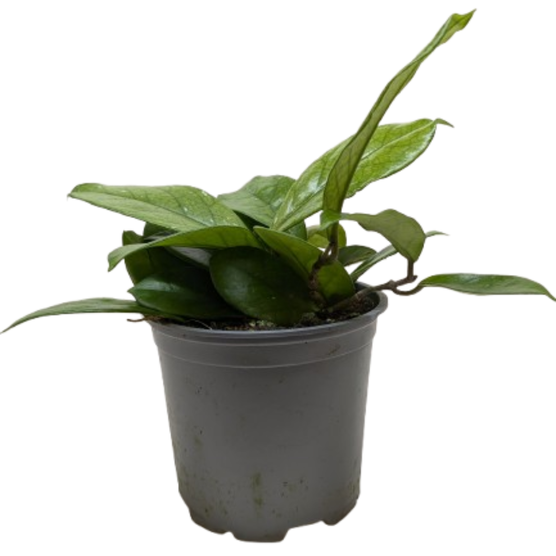 Hoya Fungii 4" potted plant