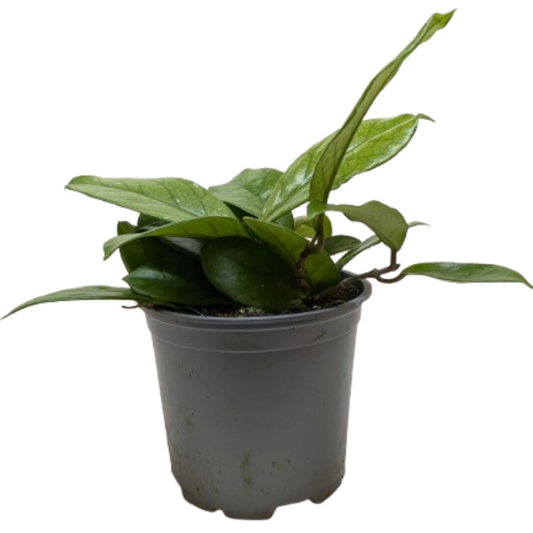 Hoya Fungii 4" potted plant