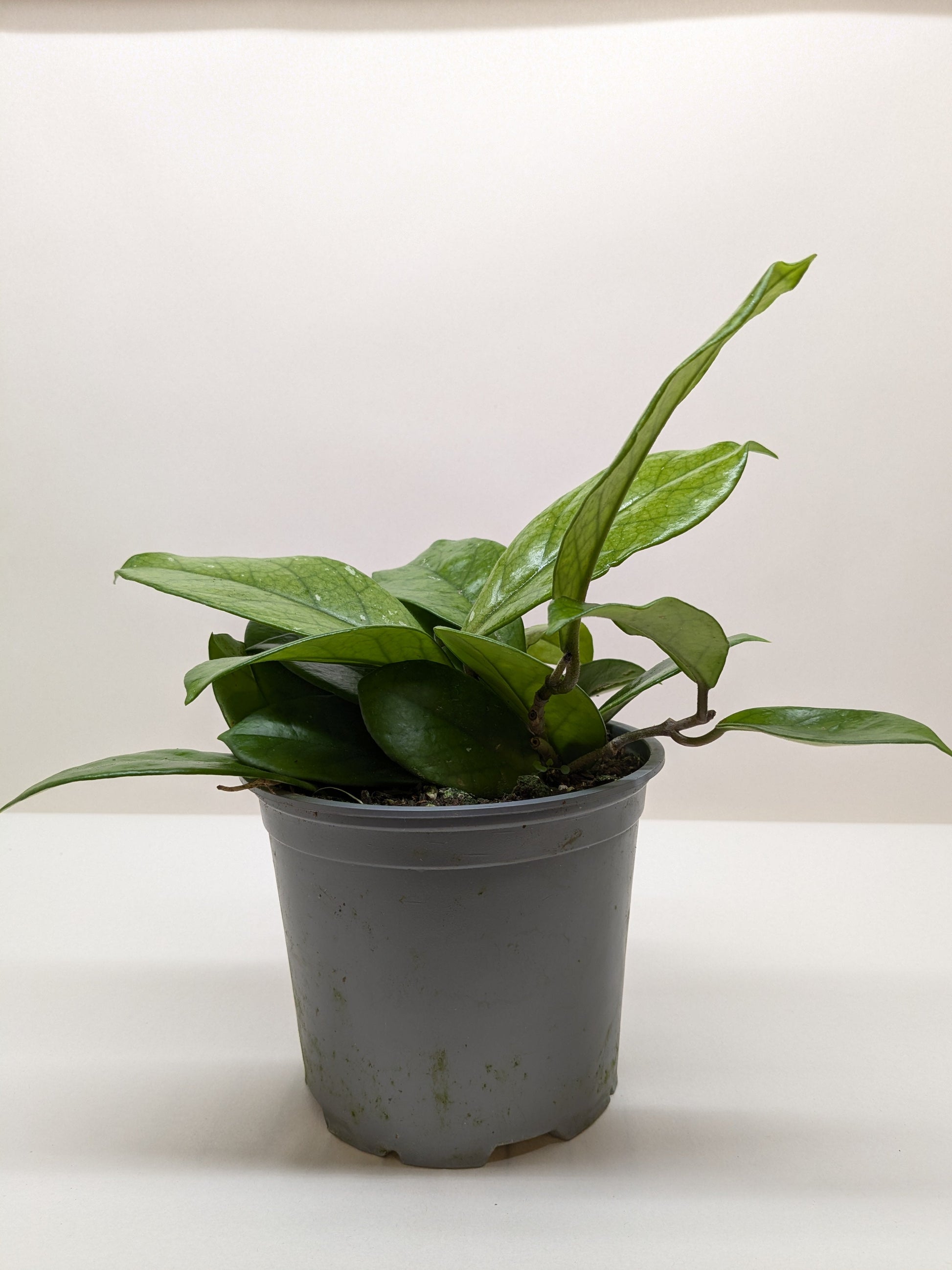 Hoya Fungii 4" potted plant