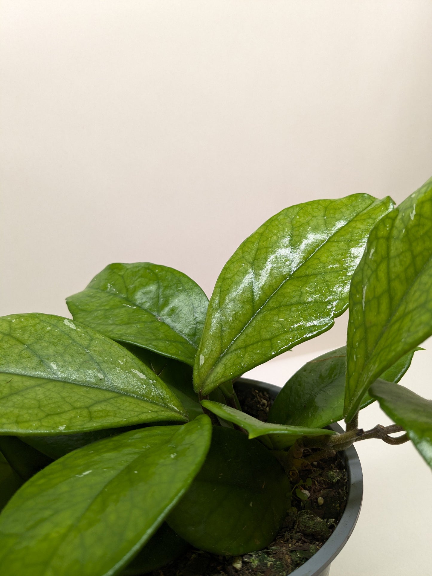 Hoya Fungii 4" potted plant