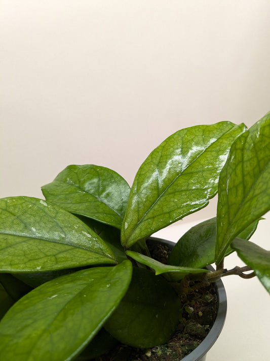 Hoya Fungii 4" potted plant