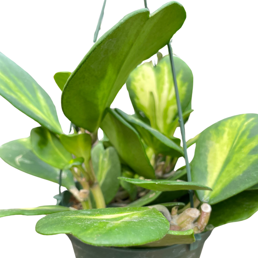 Hoya Heart 'Reverse Variegata'