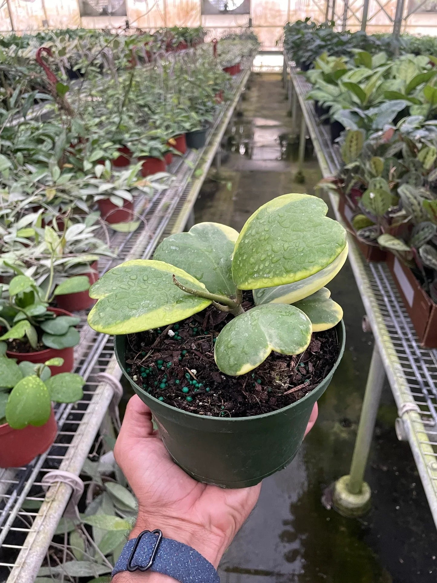 Hoya 'Sweetheart Variegated'