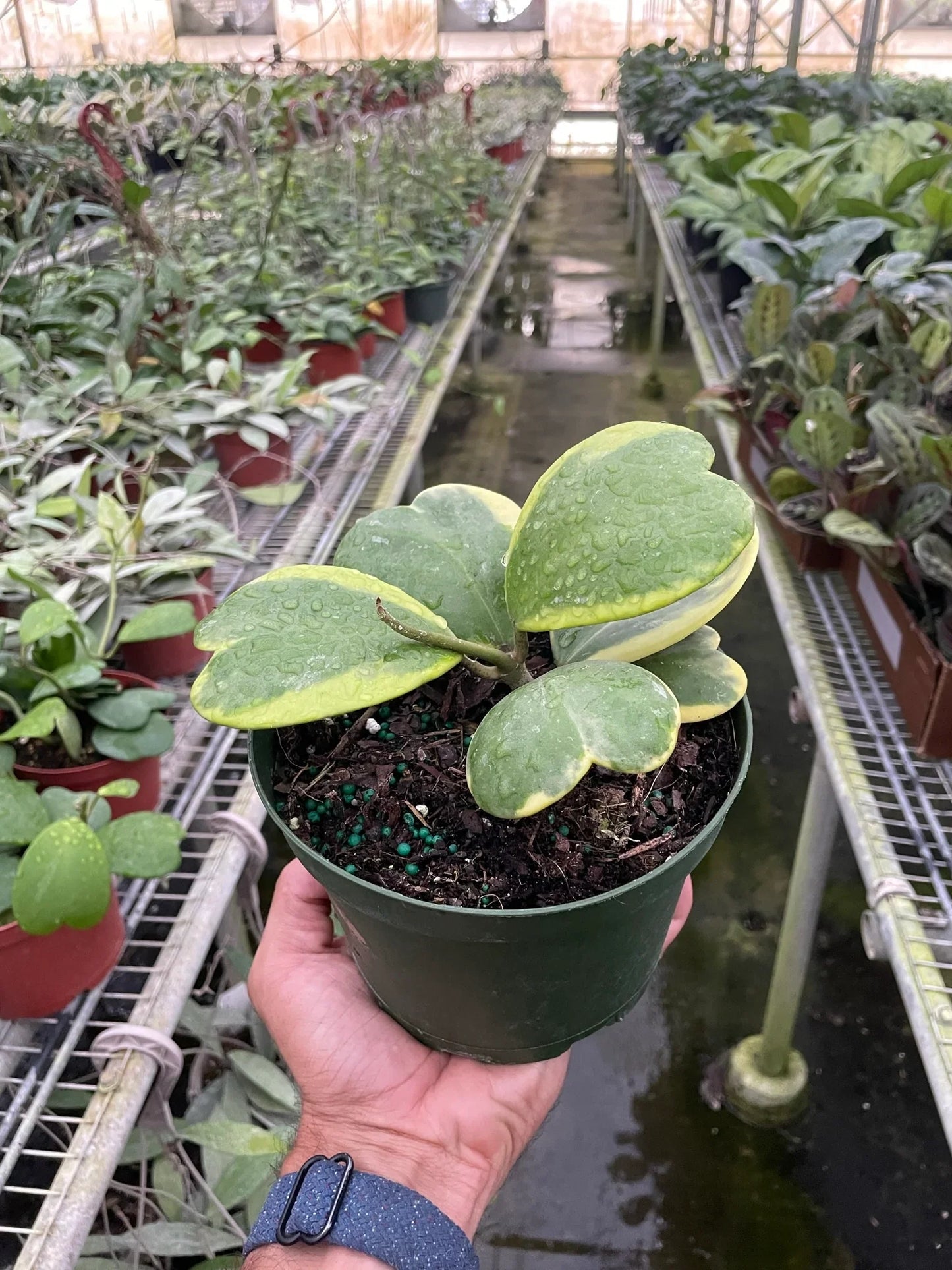Hoya 'Sweetheart Variegated' potted plant