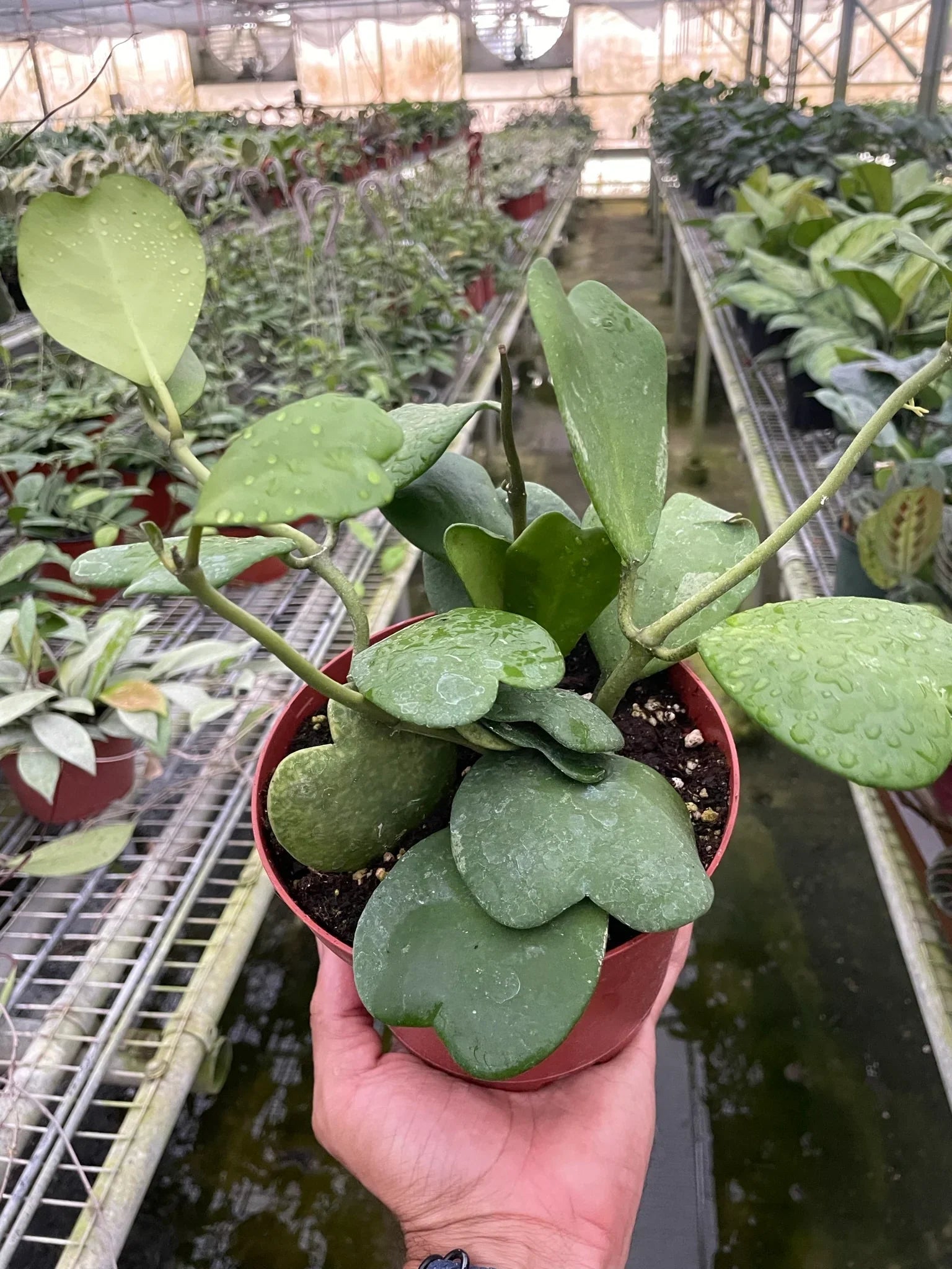 Hoya Sweetheart 4" potted plant