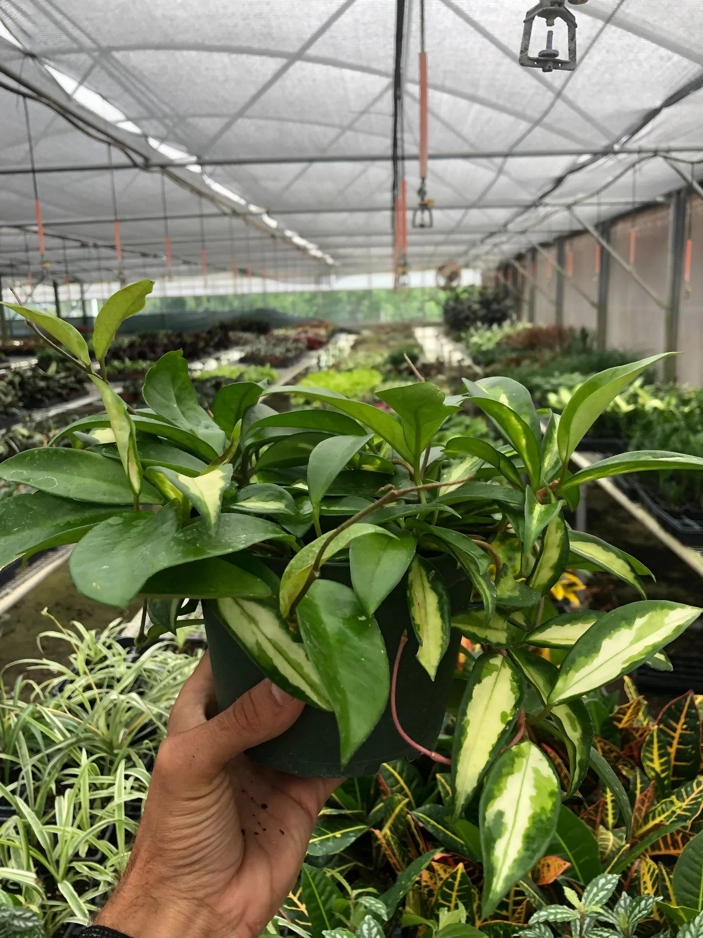 Hoya Carnosa 'Krimson Princess' potted plant