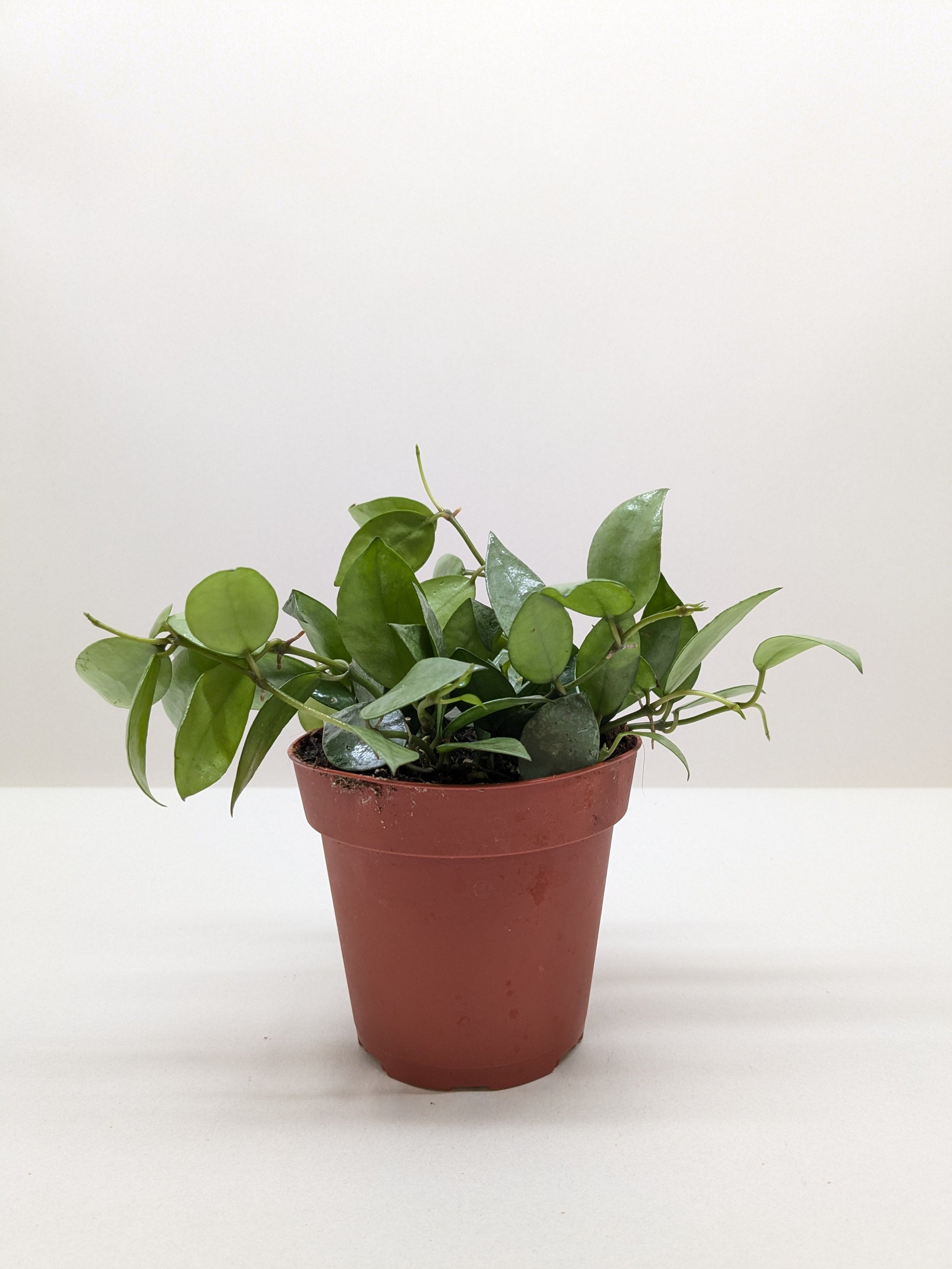 Hoya 'Krohniana Super Silver' 4" potted plant