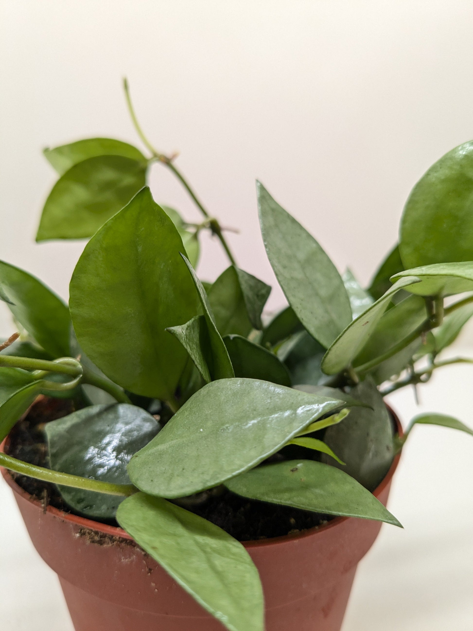 Hoya 'Krohniana Super Silver' 4" potted plant