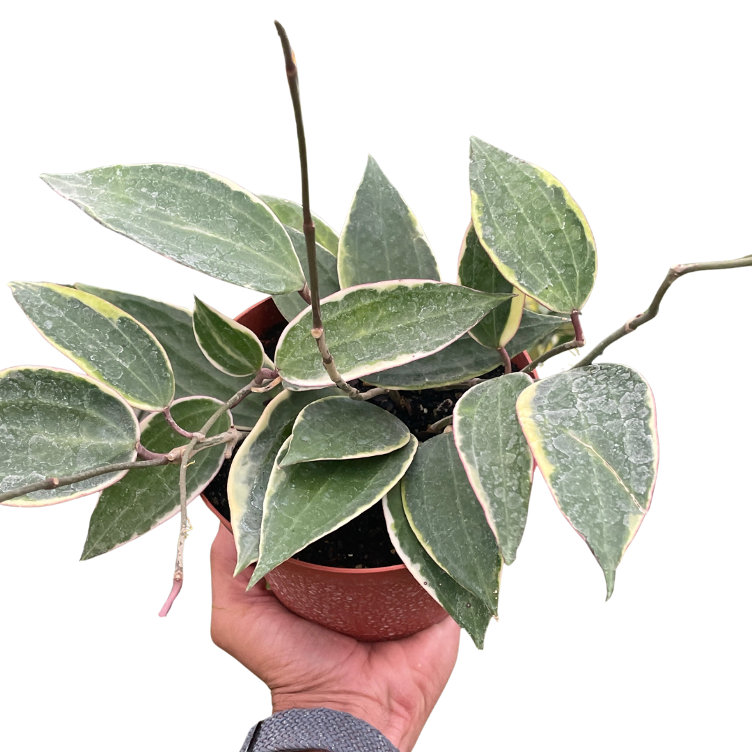 Hoya Macrophylla Variegated 4" potted plant