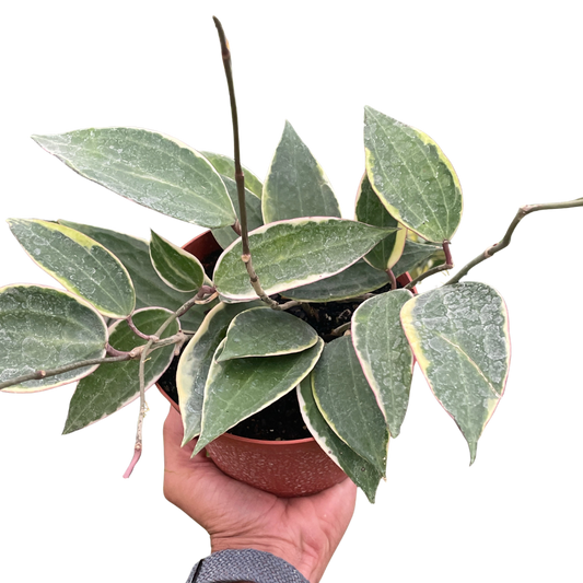 Hoya Macrophylla Variegated 4" potted plant