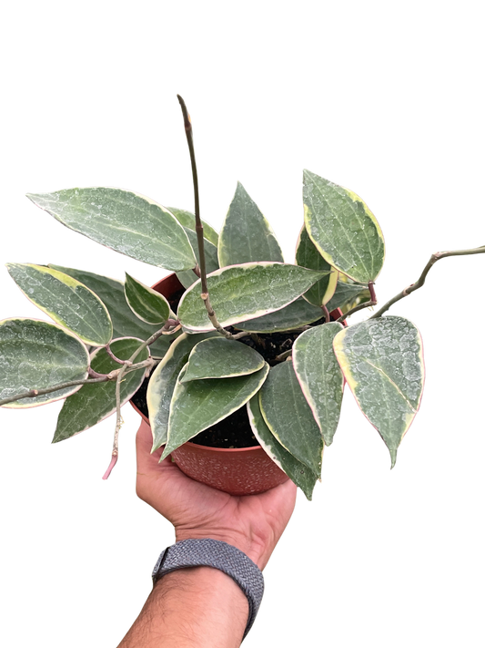 Hoya Macrophylla Variegated 4" potted plant