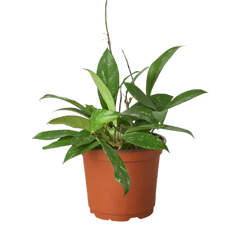 Hoya 'Publicalyx' potted plant