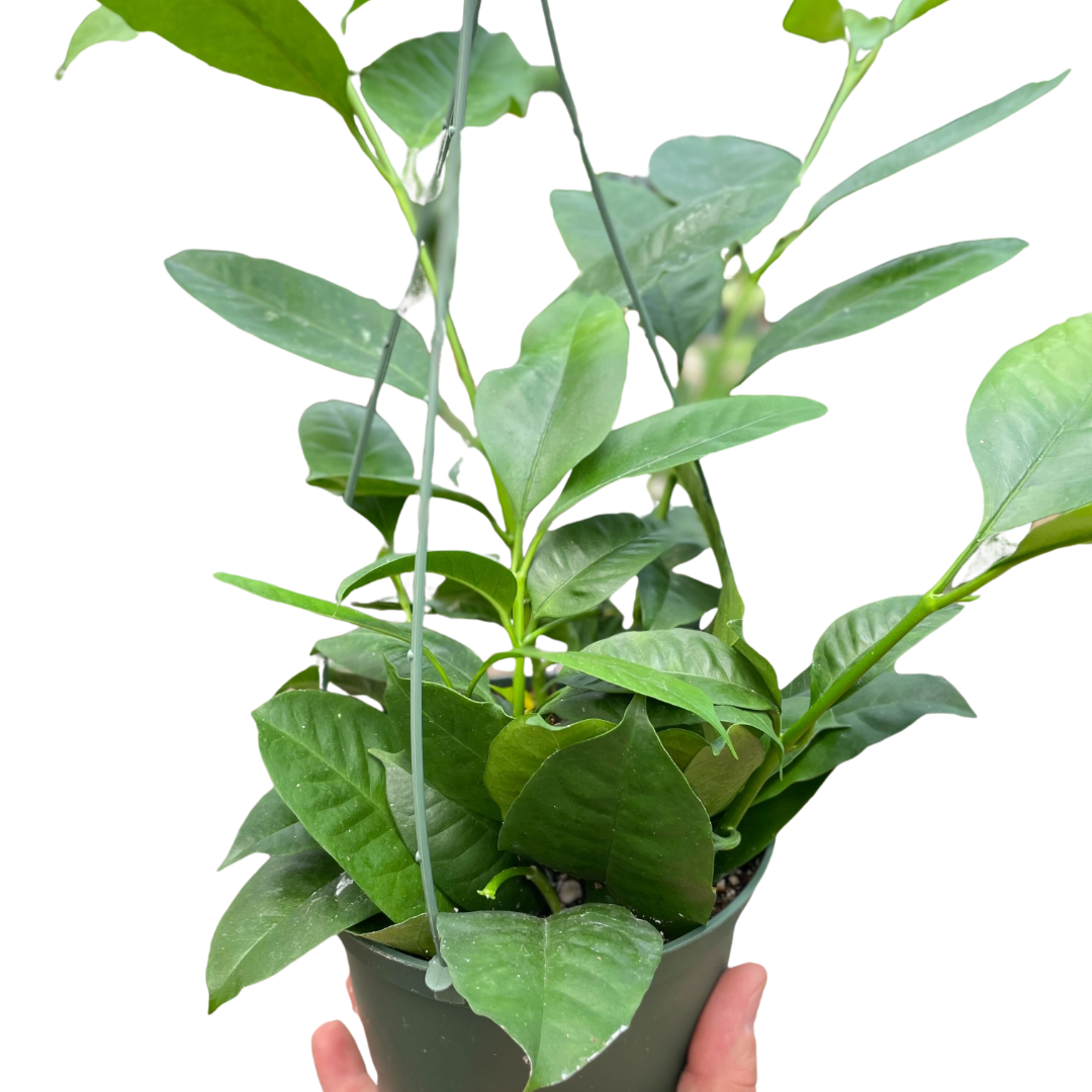 Hoya 'Shooting Star' potted plant