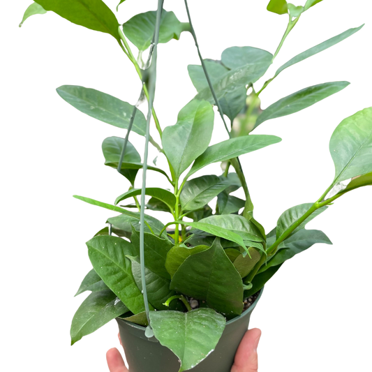 Hoya 'Shooting Star' potted plant