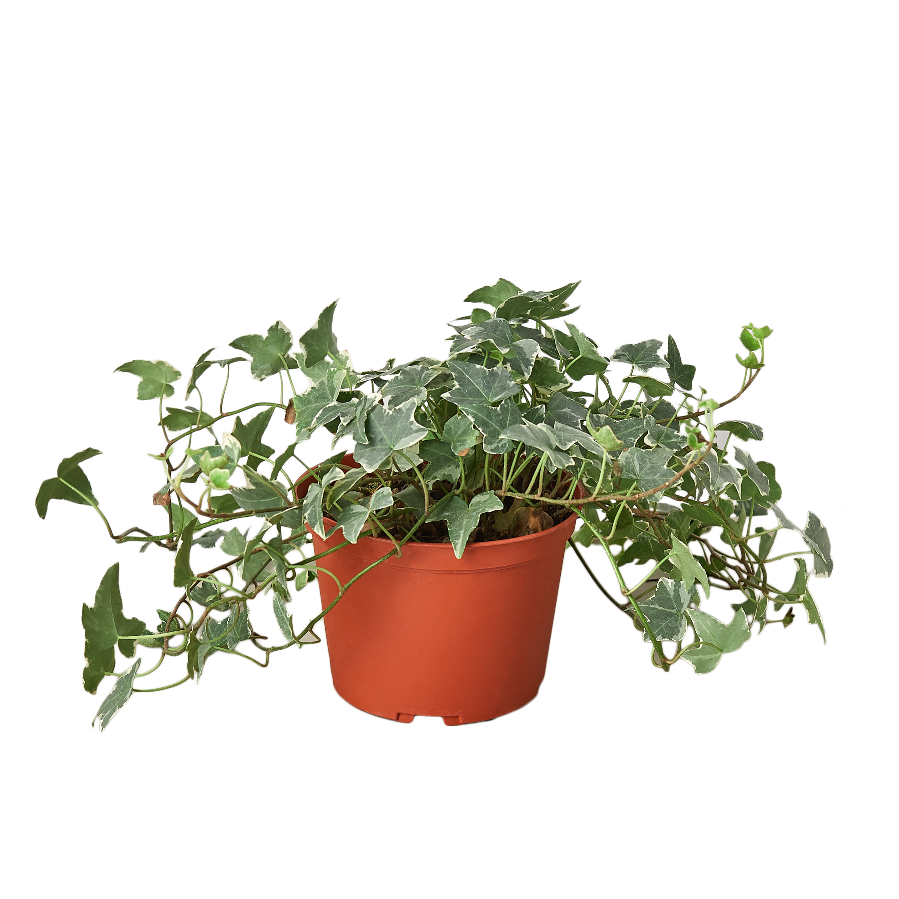 English Ivy 'Glacier' 6" potted plant