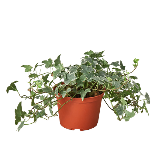 English Ivy 'Glacier' 6" potted plant