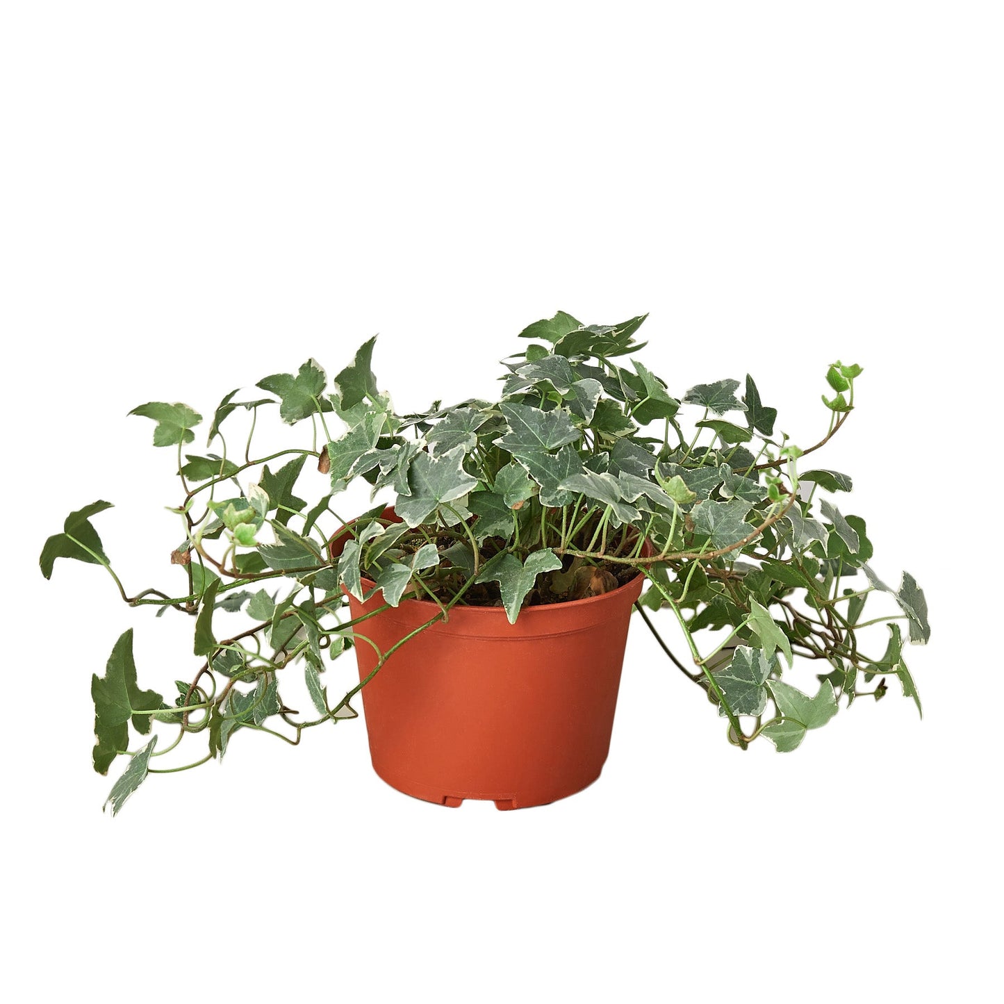 English Ivy 'Glacier' potted plant