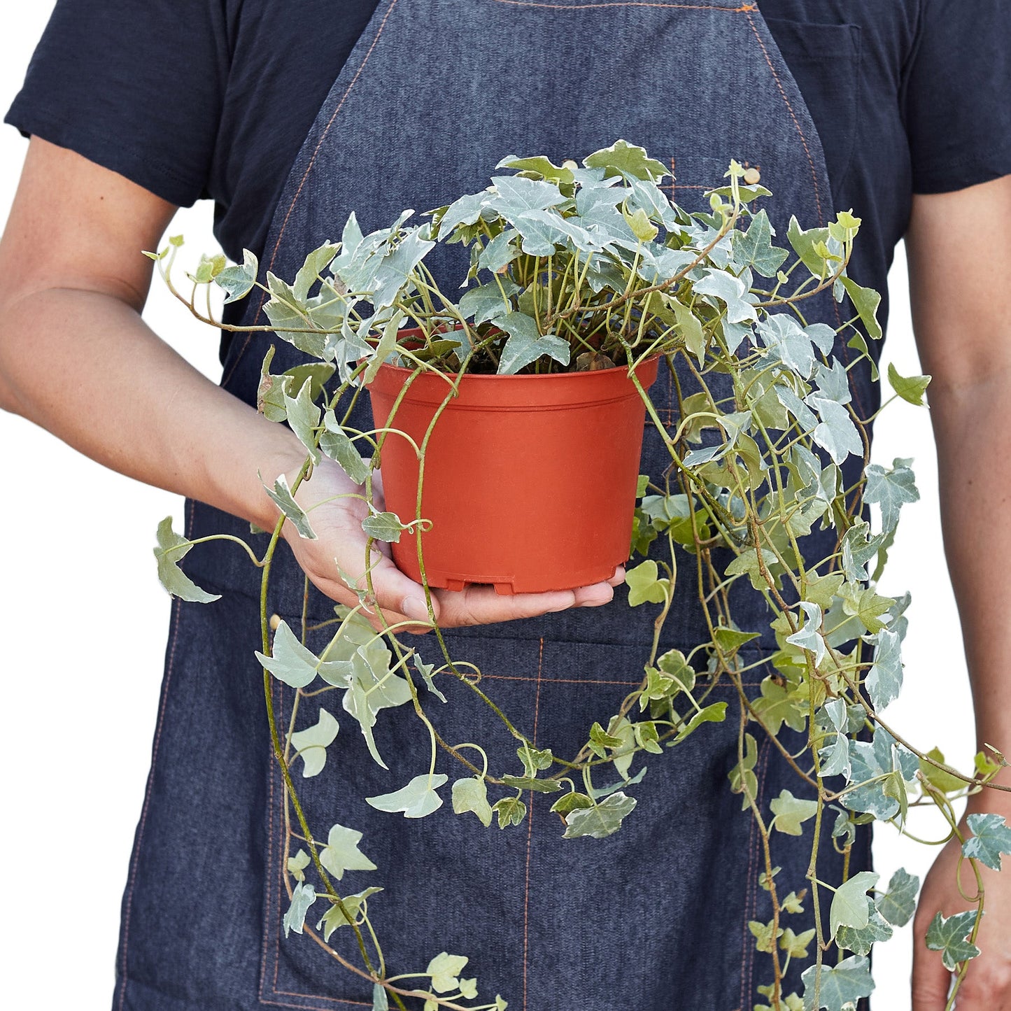 English Ivy 'Glacier' potted plant