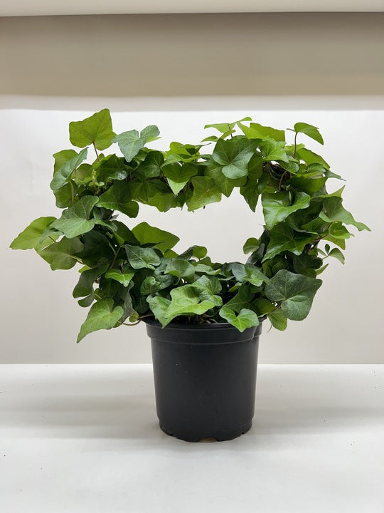 Ivy Green Topiary Heart potted plant