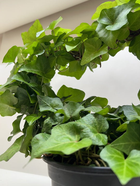 Ivy Green Topiary Heart potted plant