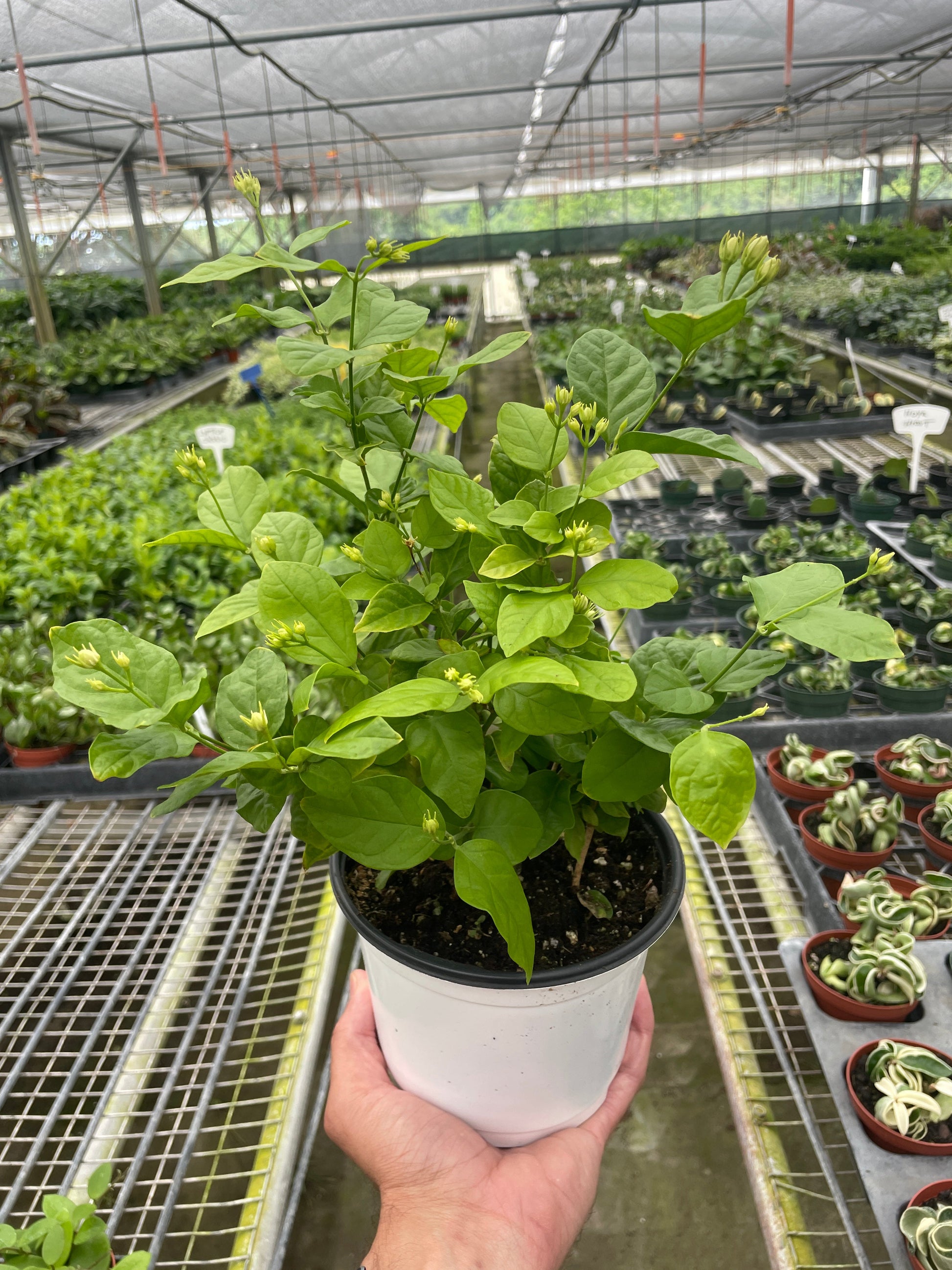 Jasmine Sambac potted plant