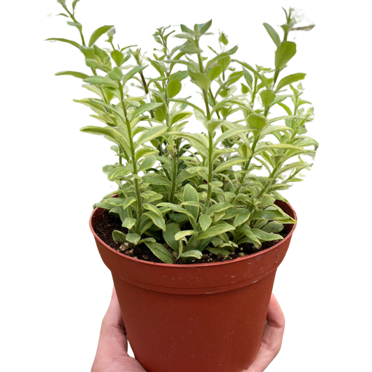 Lipstick 'Bolero Bicolore' 4" potted plant