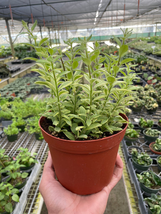 Lipstick 'Bolero Bicolore' 4" potted plant