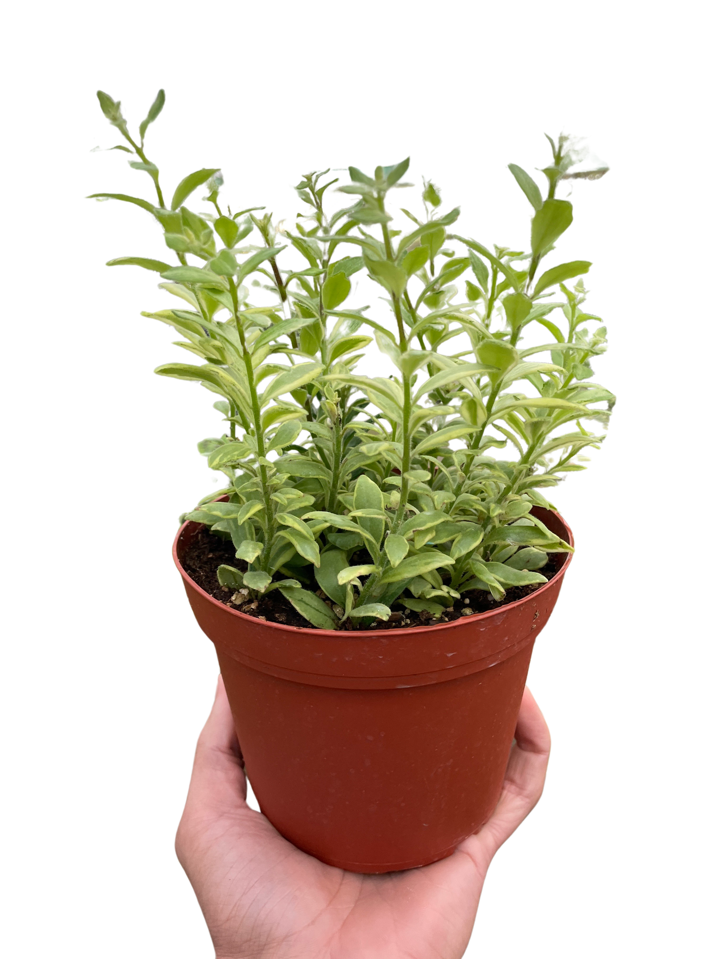 Lipstick 'Bolero Bicolore' 4" potted plant