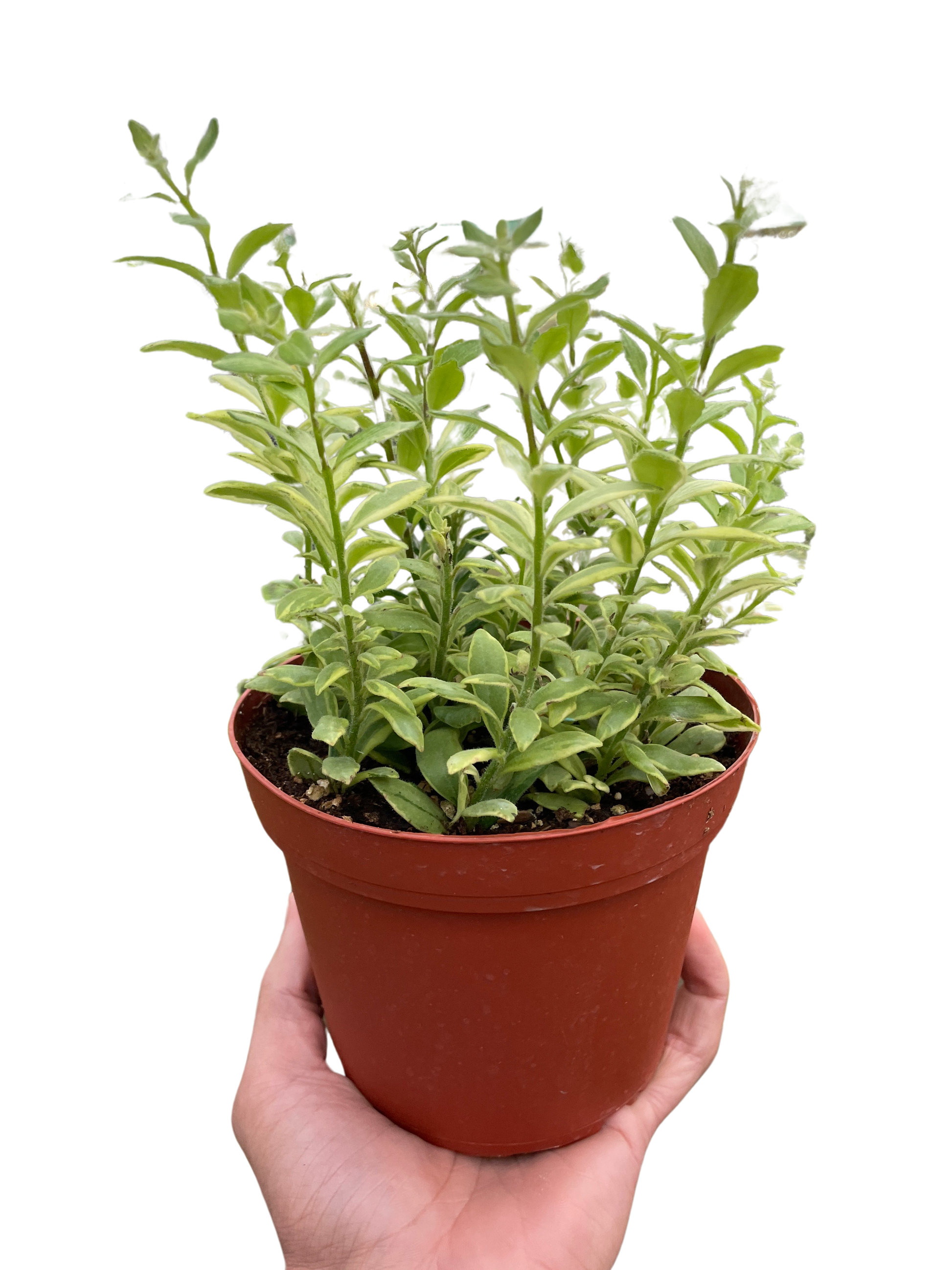 Lipstick 'Bolero Bicolore' 4" potted plant