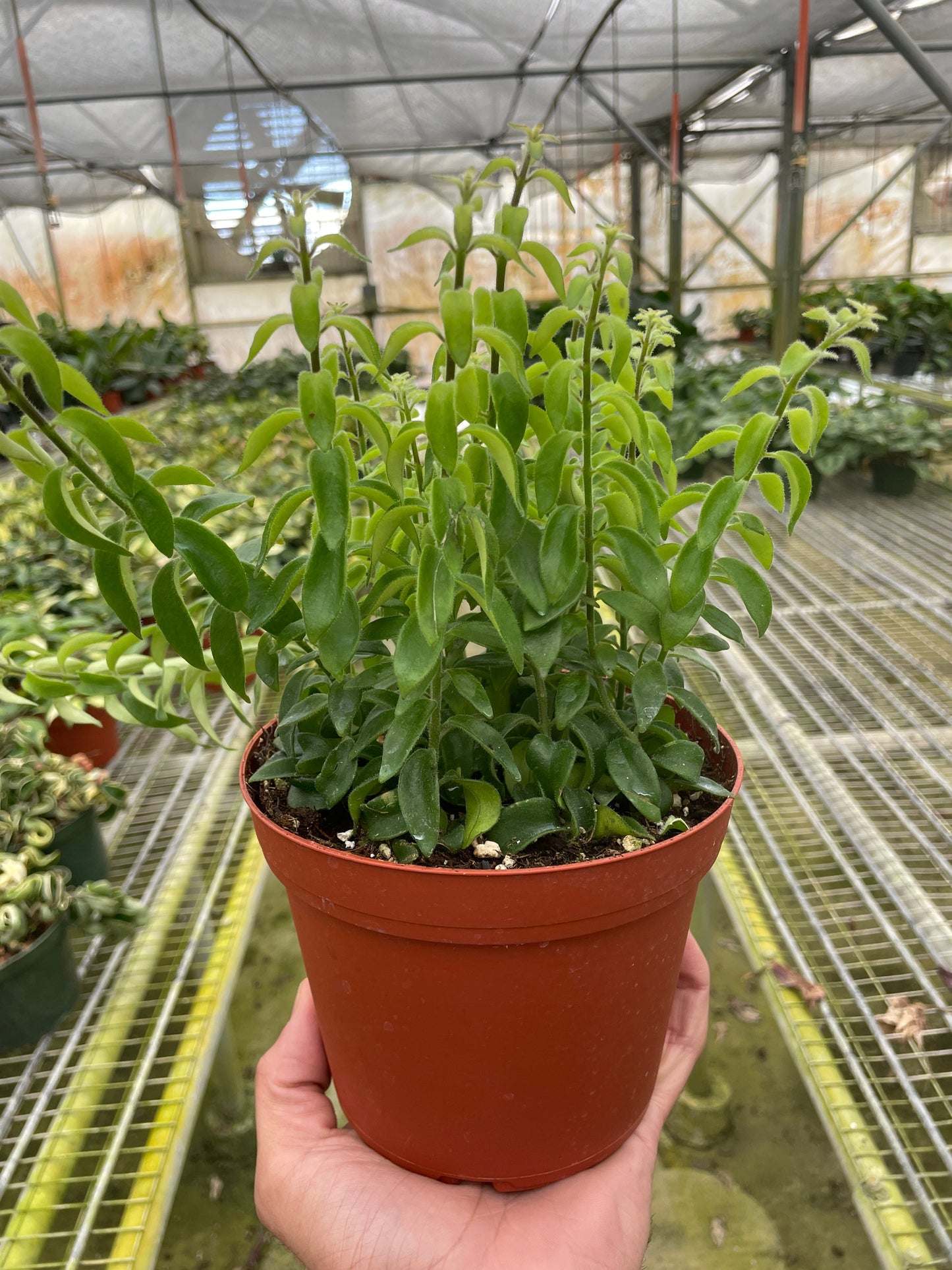 Curly Lipstick Plant potted plant