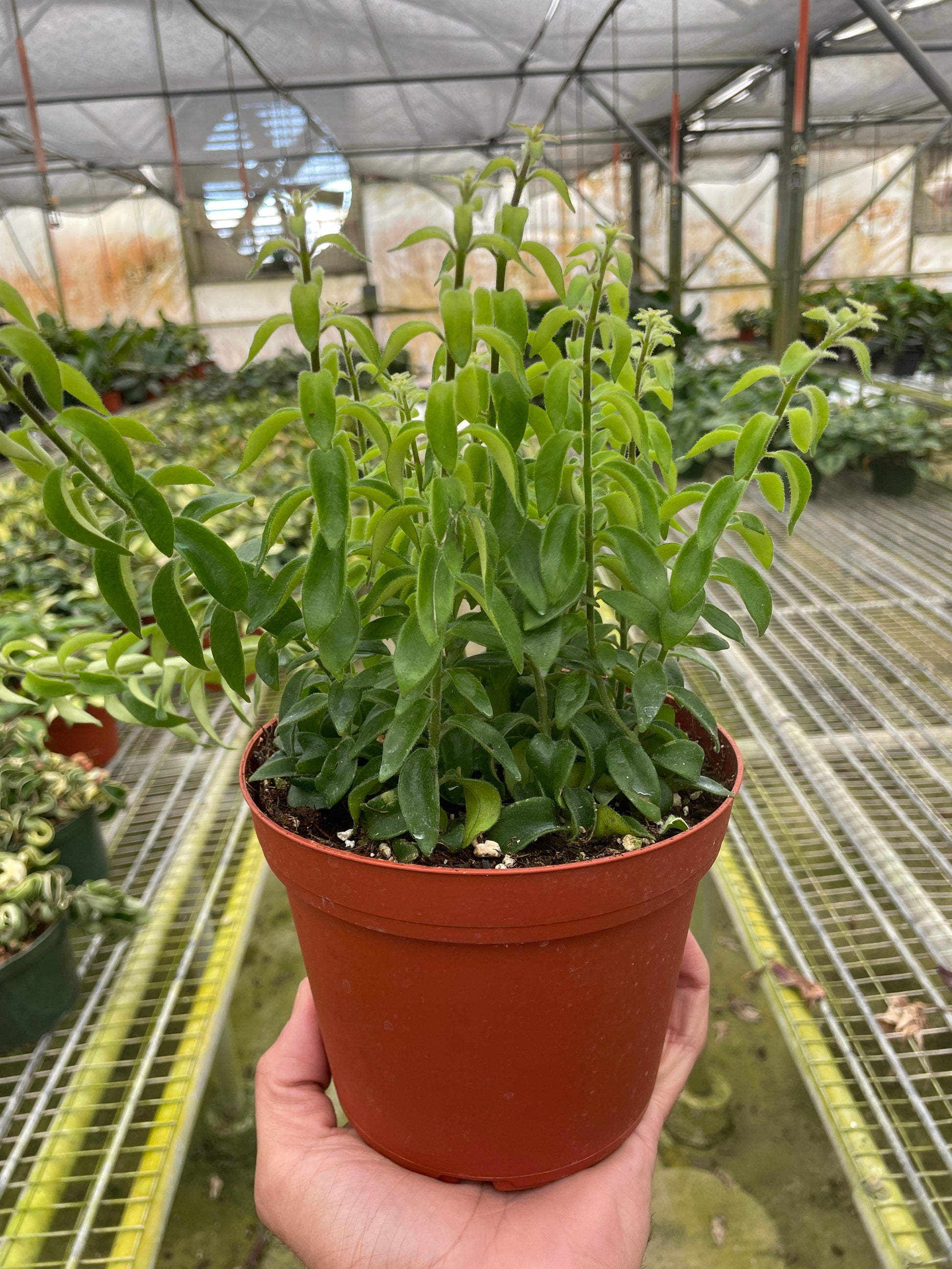 Curly Lipstick Plant potted plant