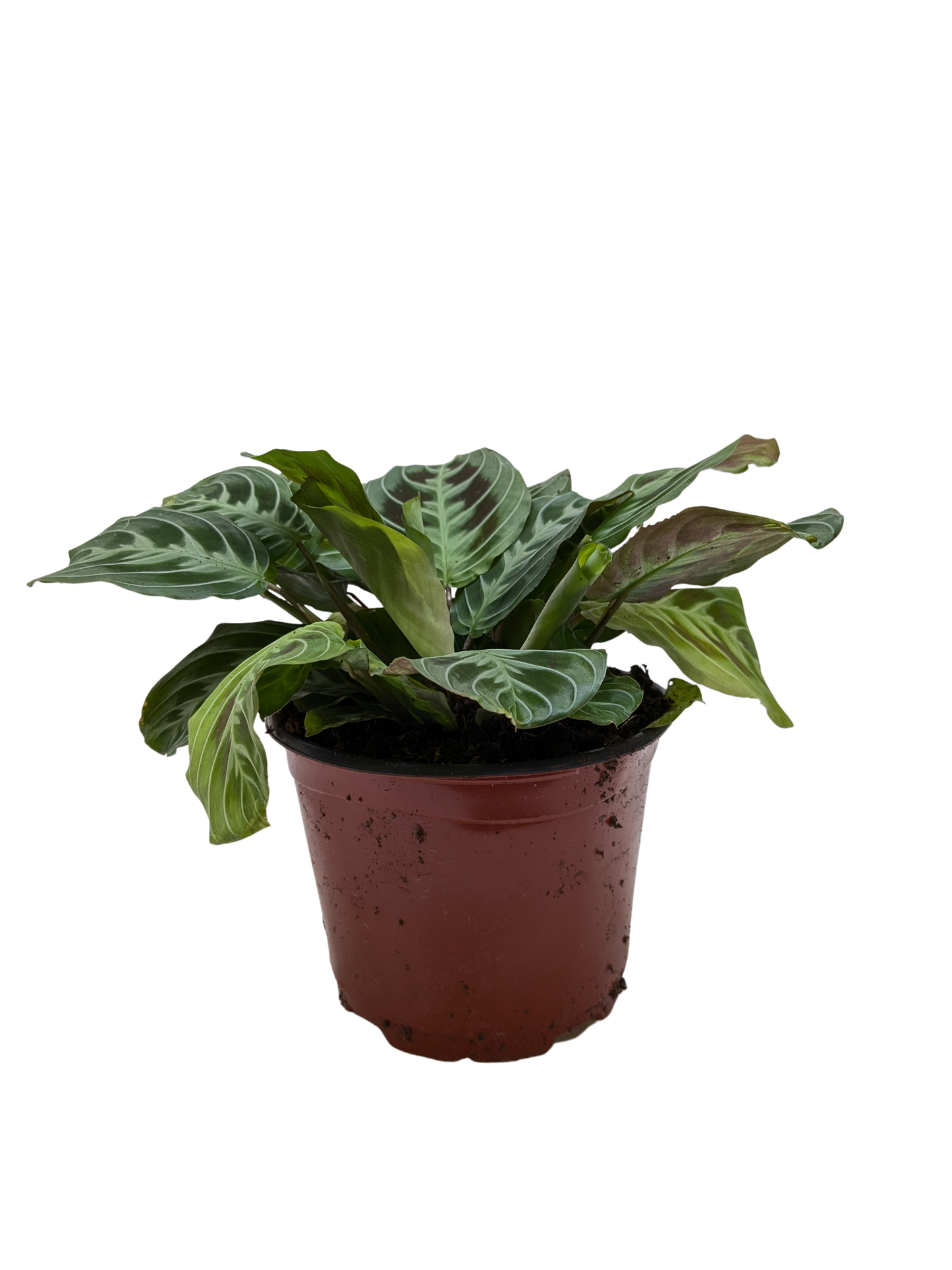 Maranta Black potted plant