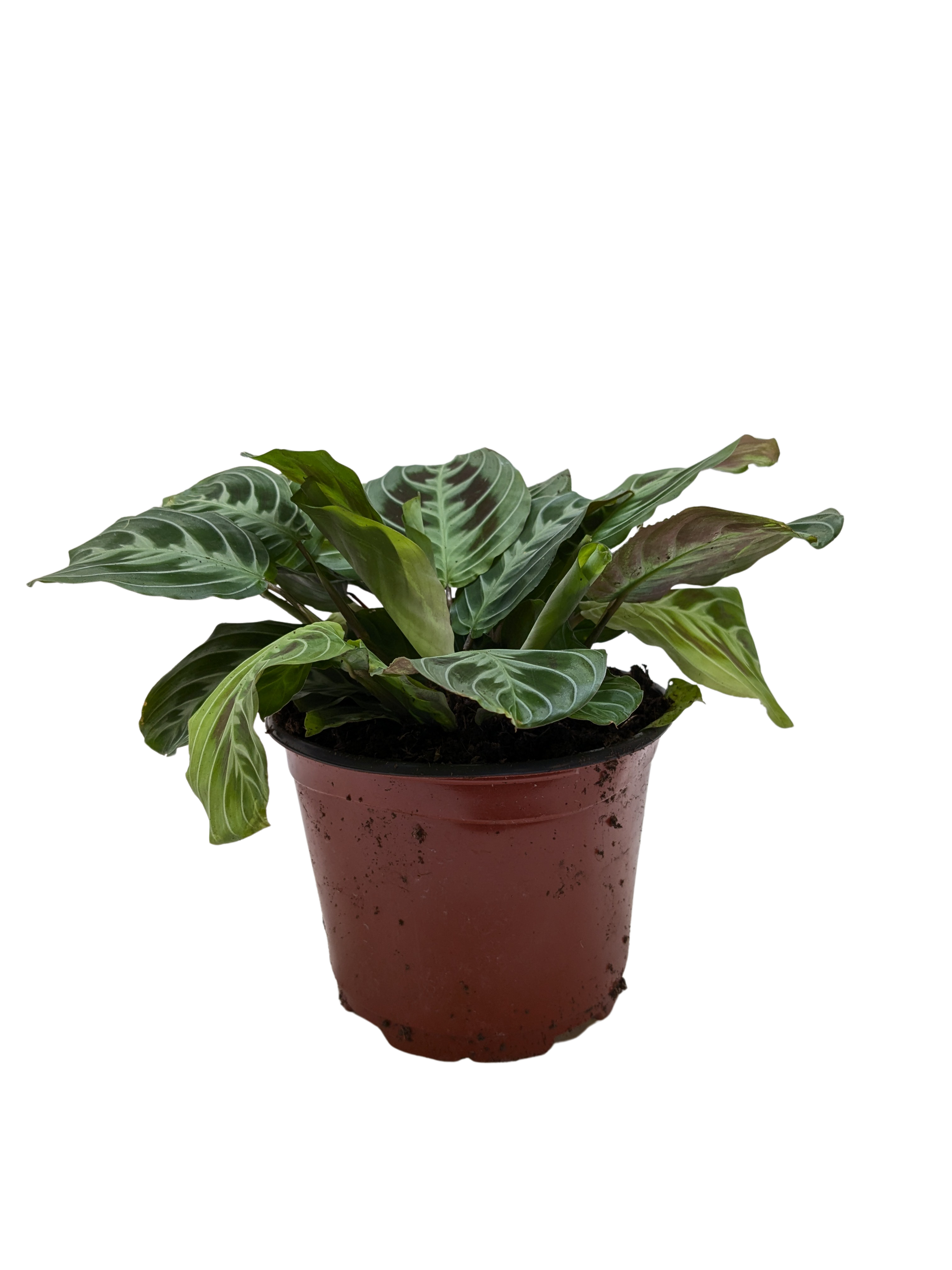 Maranta Black potted plant