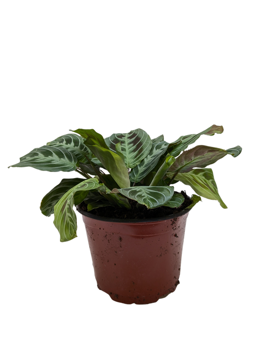 Maranta Black potted plant