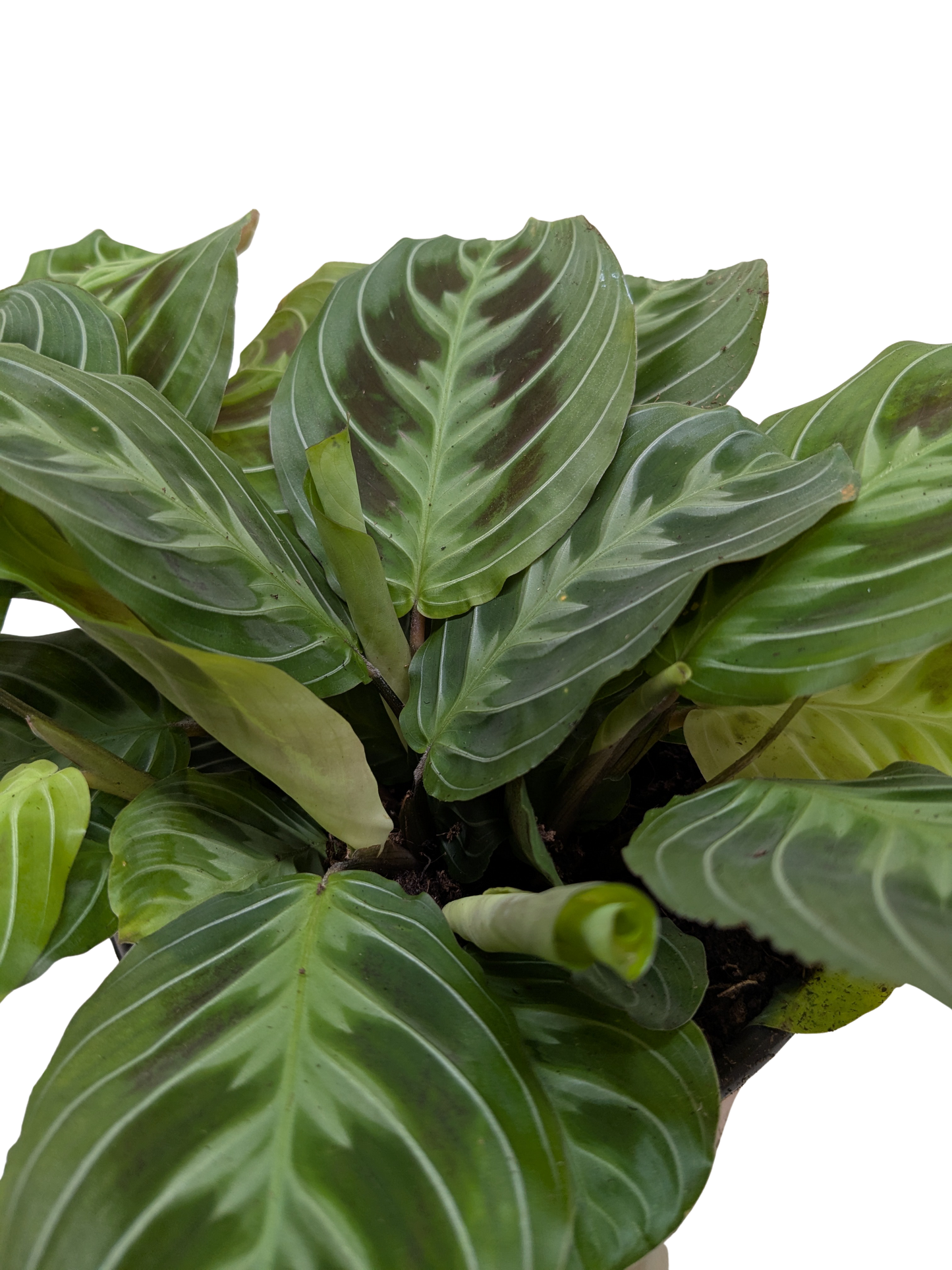 Maranta Black potted plant