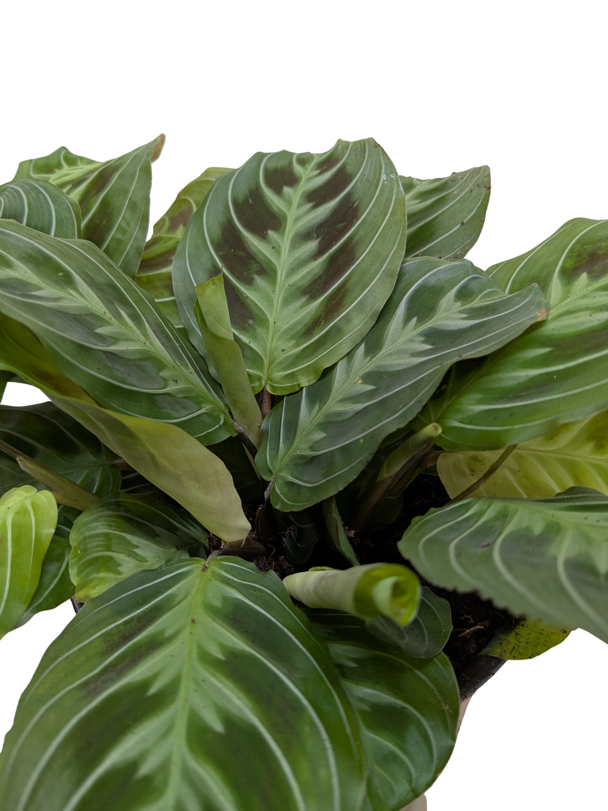Maranta Black potted plant