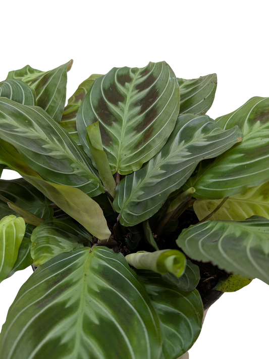 Maranta Black potted plant