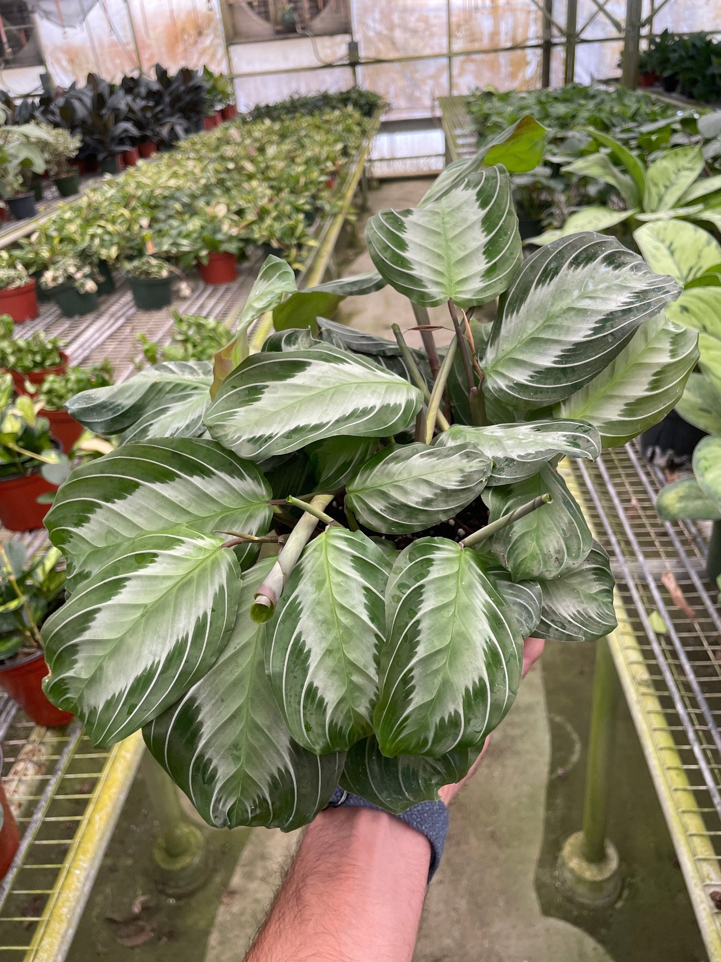 Maranta 'Silver Band' potted plant