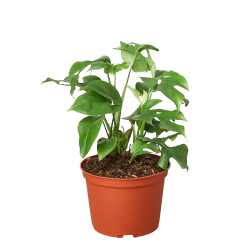 Philodendron Mini Monstera Minima 4" potted plant