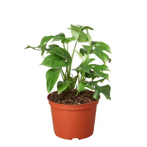 Philodendron Mini Monstera Minima 6" potted plant