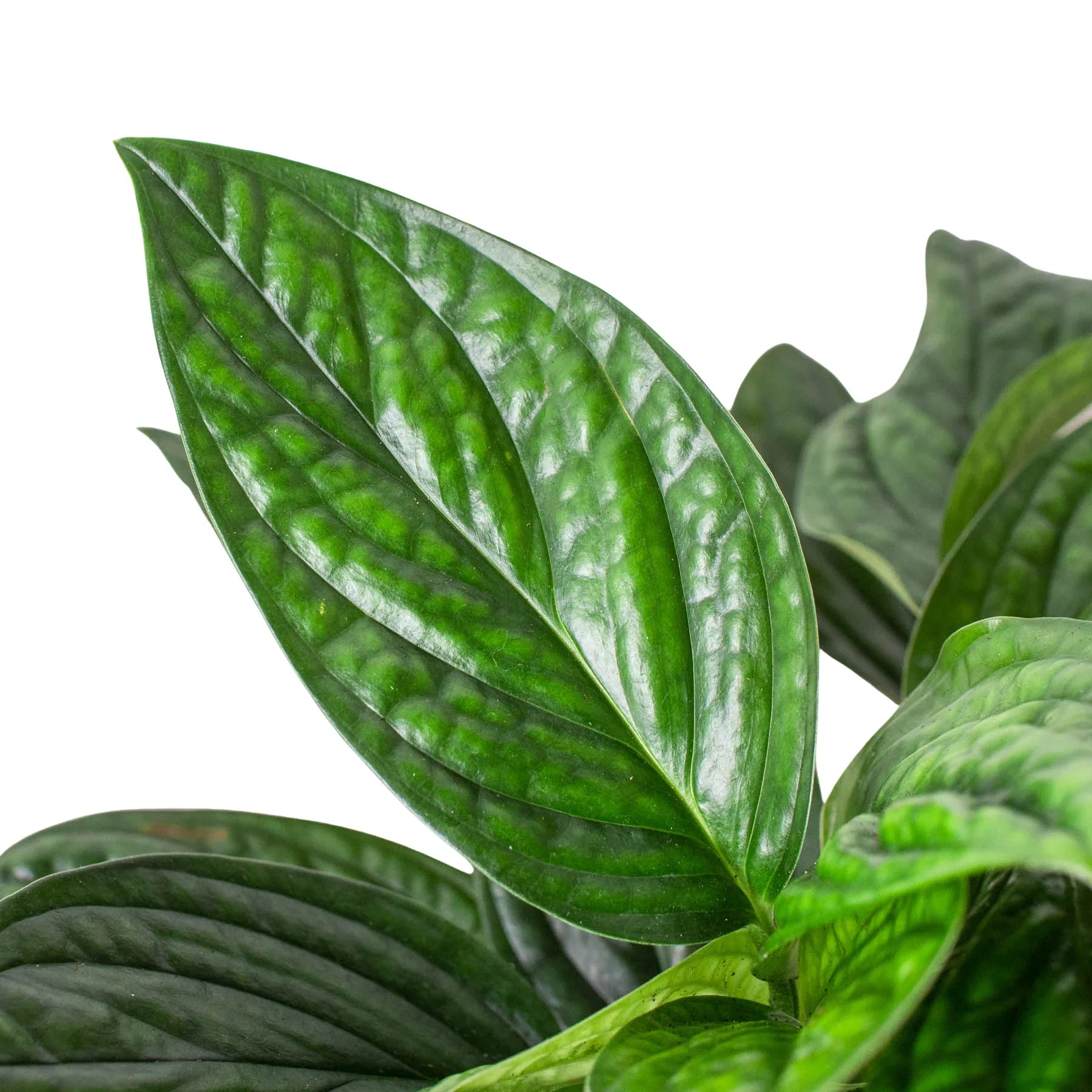 Monstera 'Peru' potted plant