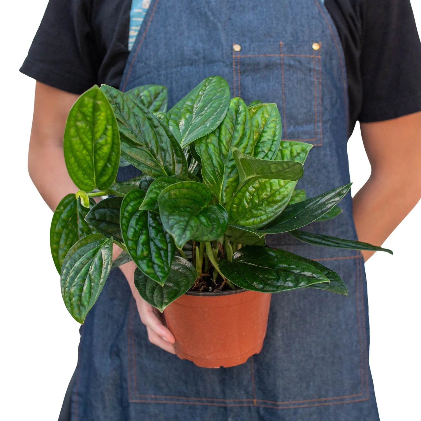 Monstera 'Peru' potted plant