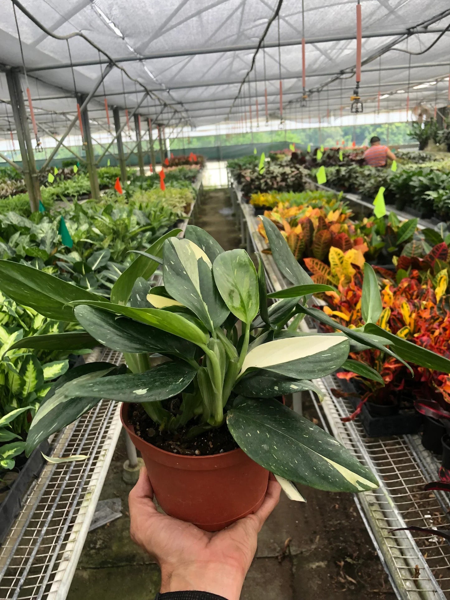 Monstera 'Standeleyana Albo Variegated' potted plant