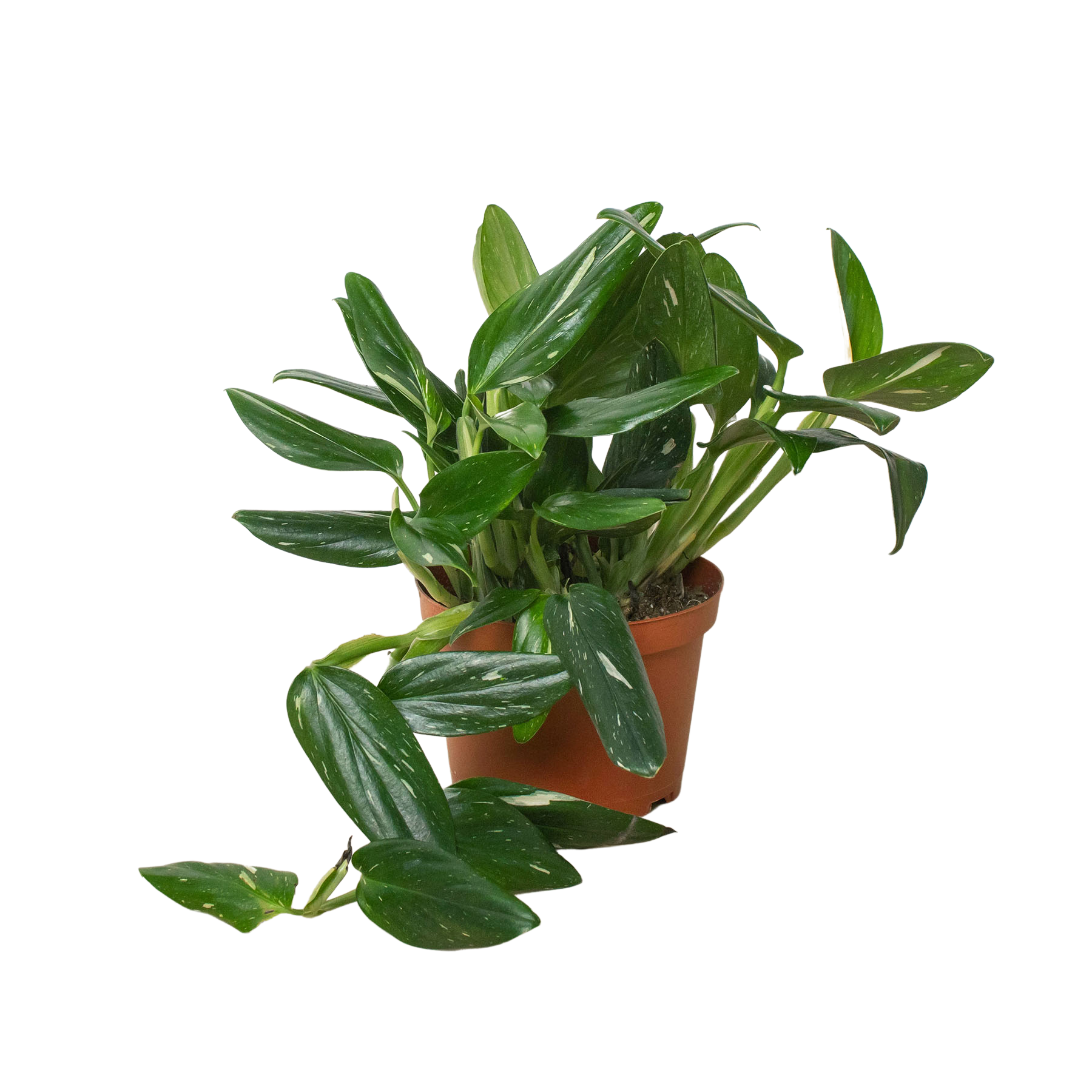 Monstera 'Standeleyana Albo Variegated' potted plant