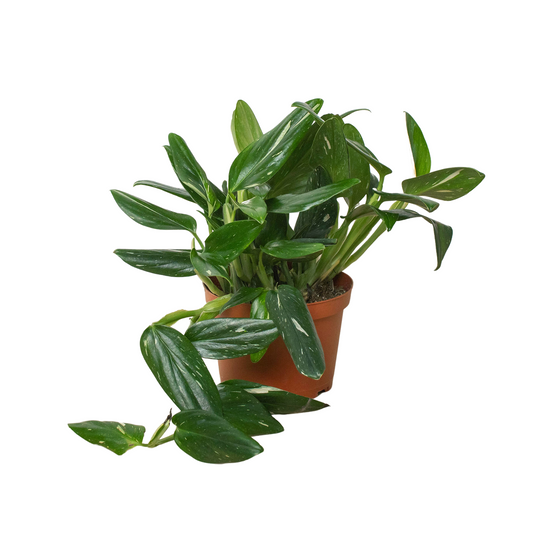 Monstera 'Standeleyana Albo Variegated' potted plant